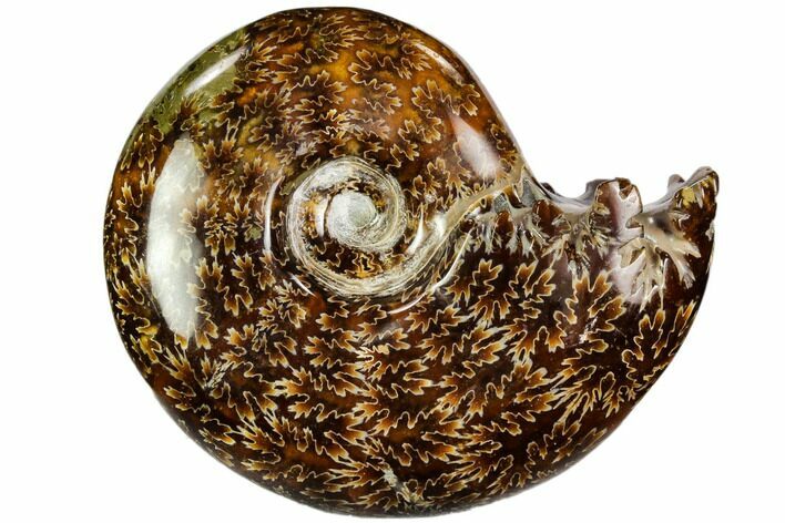 Polished, Agatized Ammonite (Cleoniceras) - Madagascar #110518